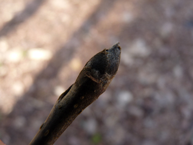 Bourgeons ovoïdes velus; appliqués et le plus souvent pointus, il sont dotés d'écailes vertes fréquemment teintées de brun et pourvus de poils blancs. Agrandir dans une nouvelle fenêtre (ou onglet)